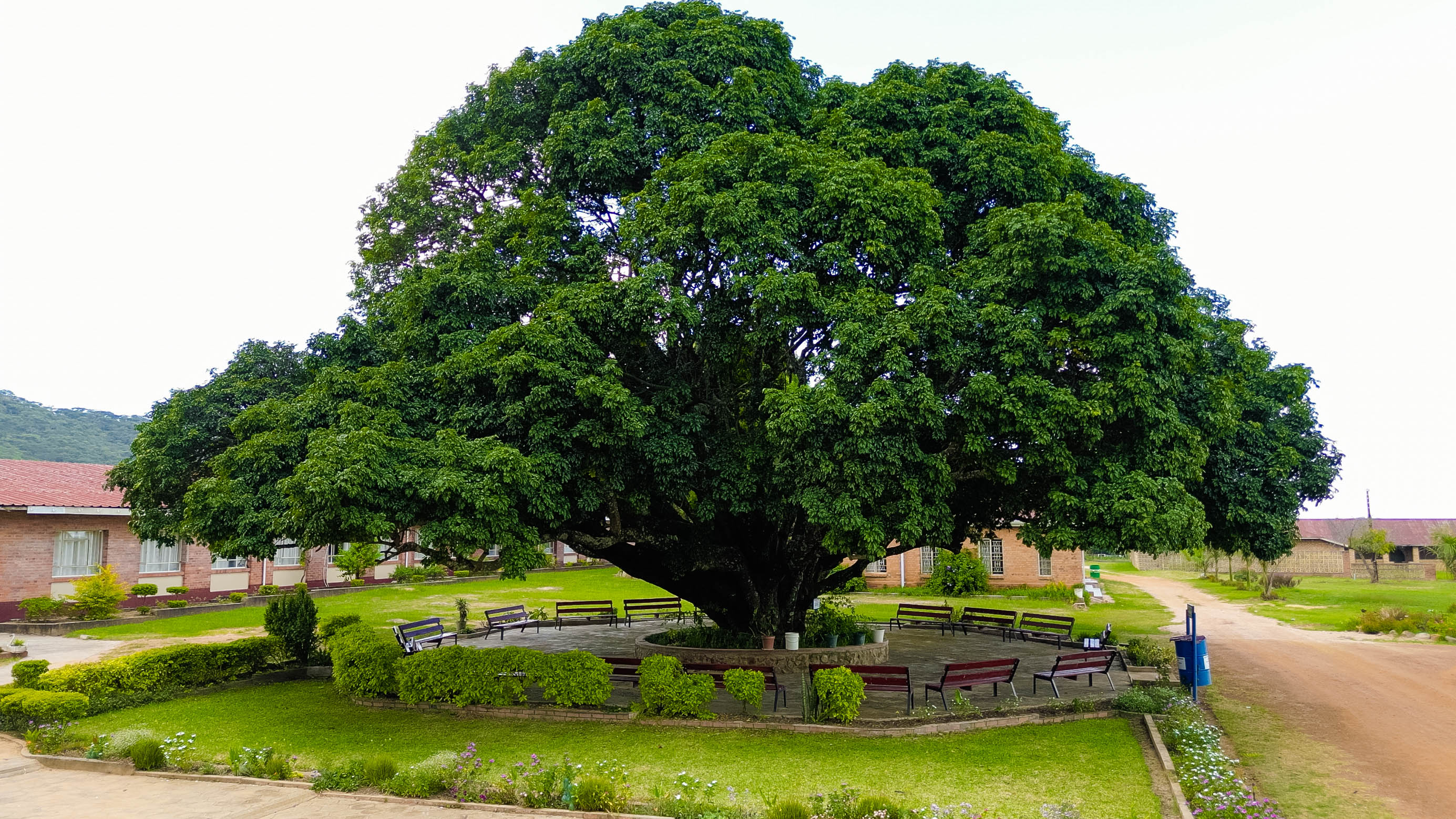 The lime tree at Monte Cassino, a sentimental landmark for the school community